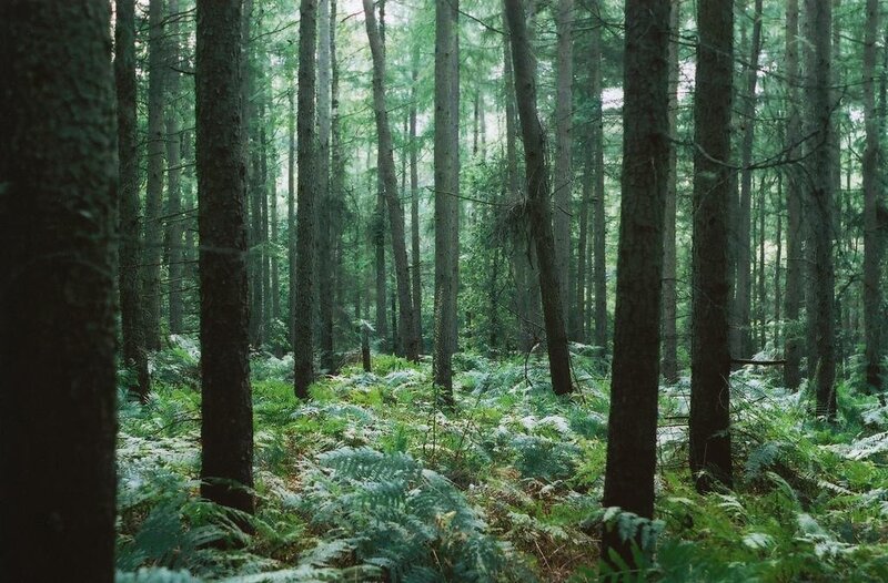 Dense Forest with Ferns — Green, Serene, Morning, Photograph, Trees