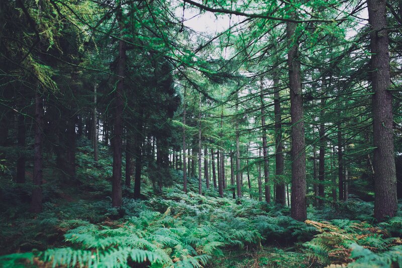 Dense Forest with Ferns — Green, Serene, Morning