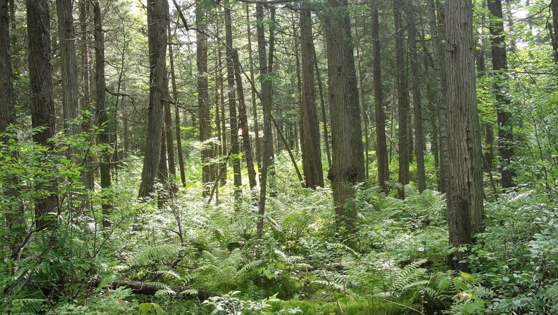 Dense Forest with Ferns — Green