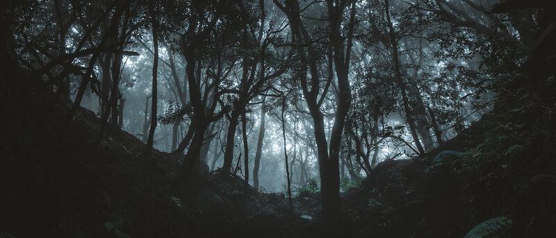 Dense Forest with Fog
