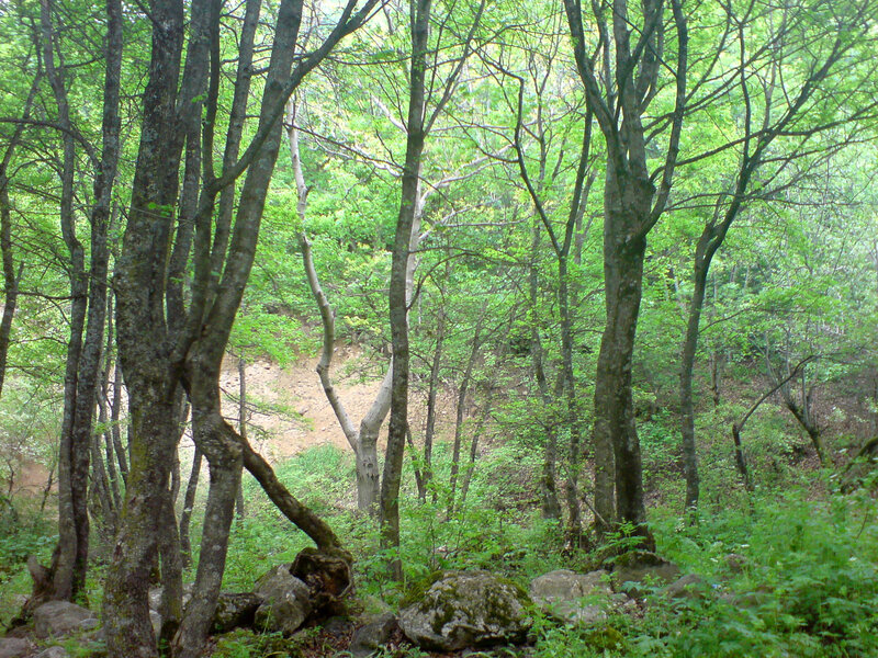 dense forest with green trees