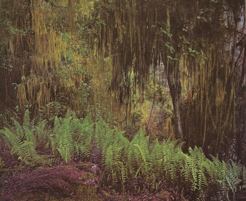dense forest with hanging moss