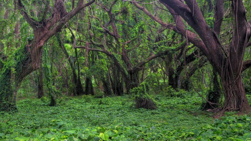 dense forest with hanging vines