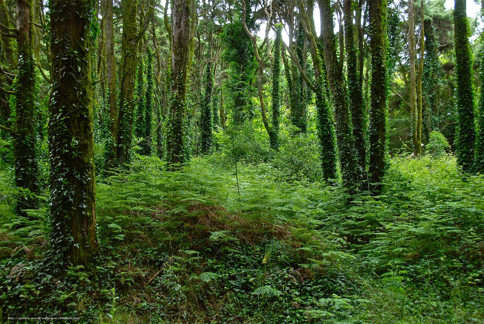 dense forest with ivy-covered trees