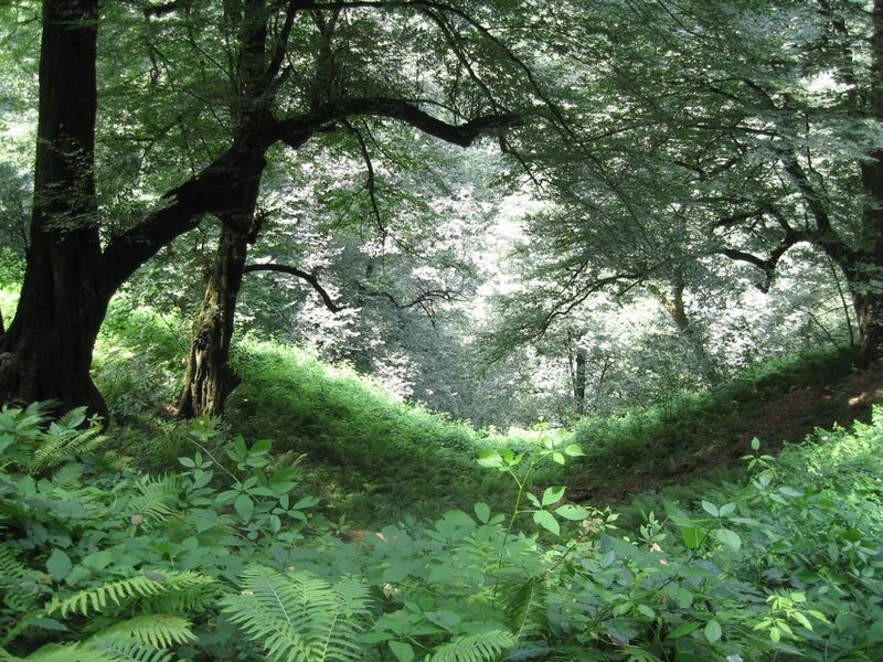 dense forest with lush greenery