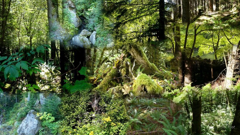 dense forest with moss and ferns