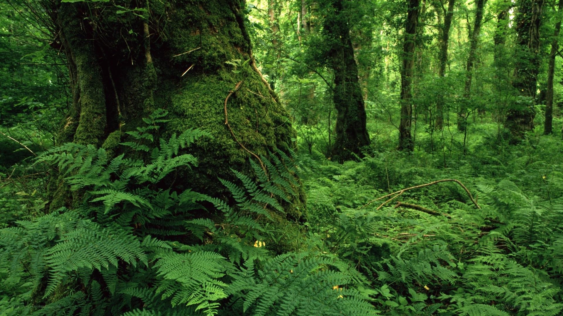 dense forest with moss and ferns