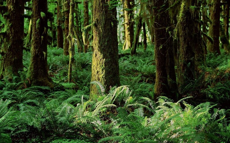 dense forest with moss-covered trees
