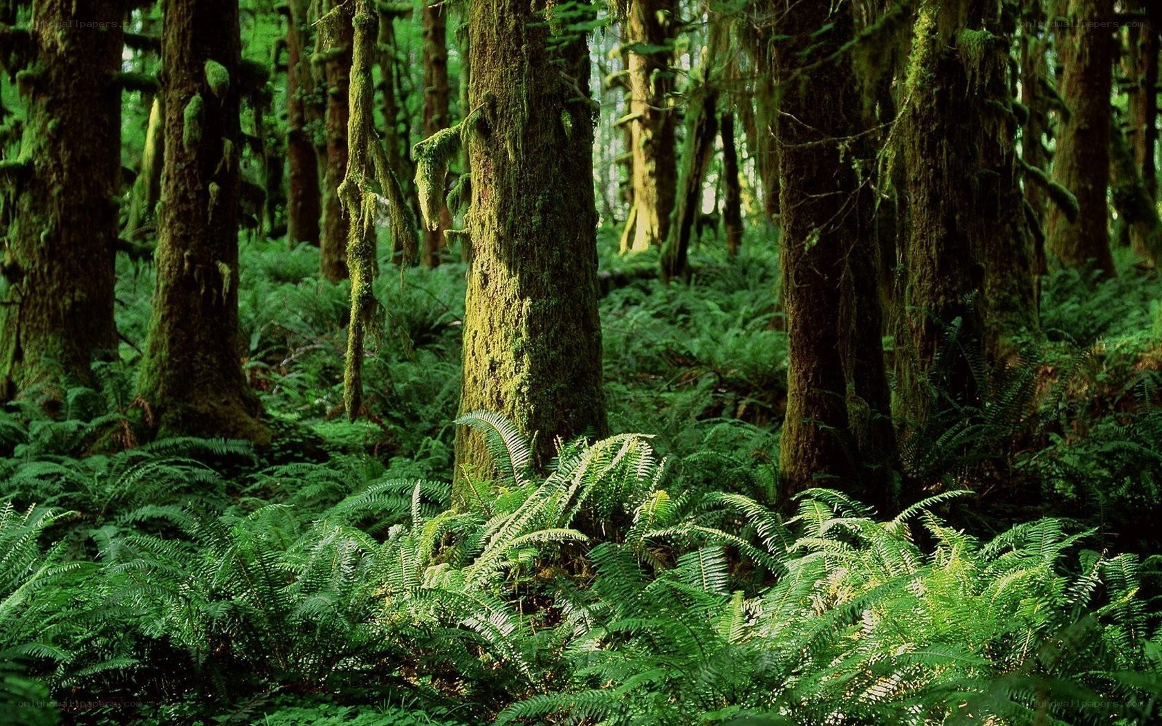 dense forest with moss-covered trees