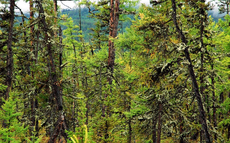 dense forest with moss-covered trees