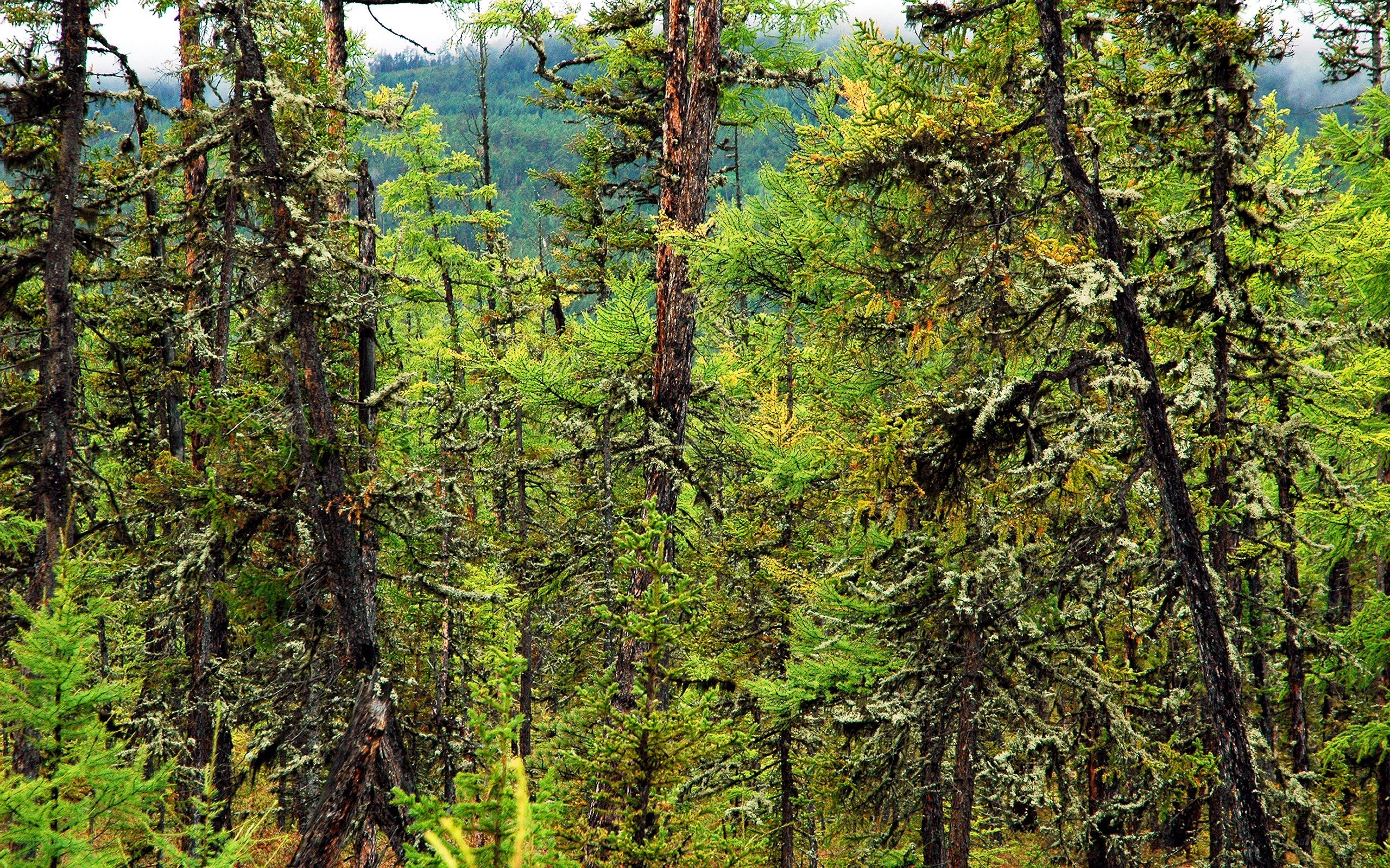 dense forest with moss-covered trees