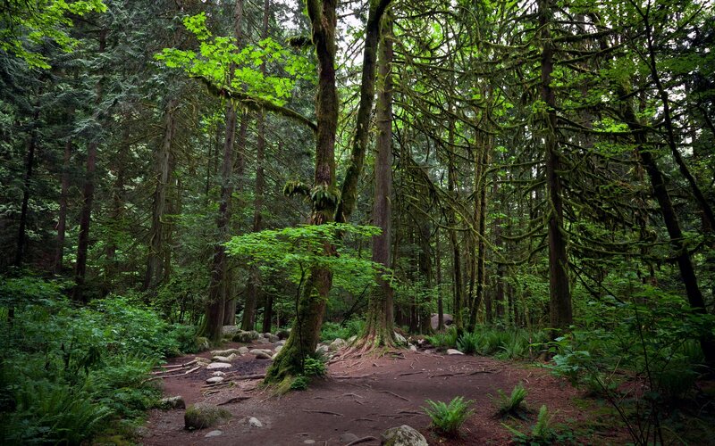dense forest with moss-covered trees
