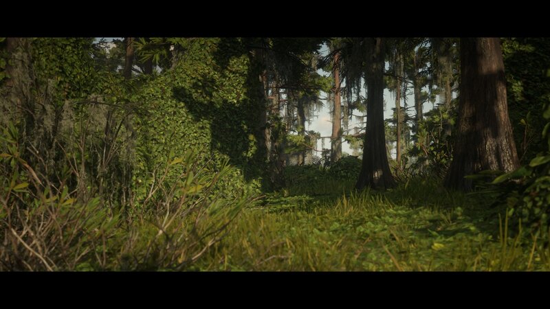 Dense Forest with Moss