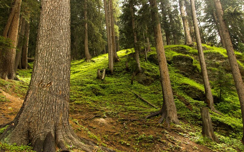 dense forest with mossy ground