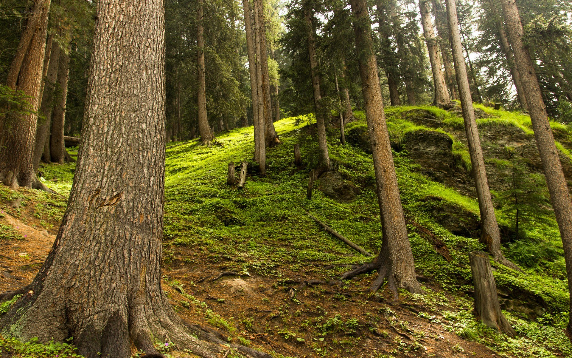 dense forest with mossy ground