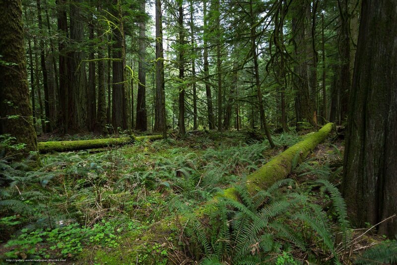 dense forest with mossy logs
