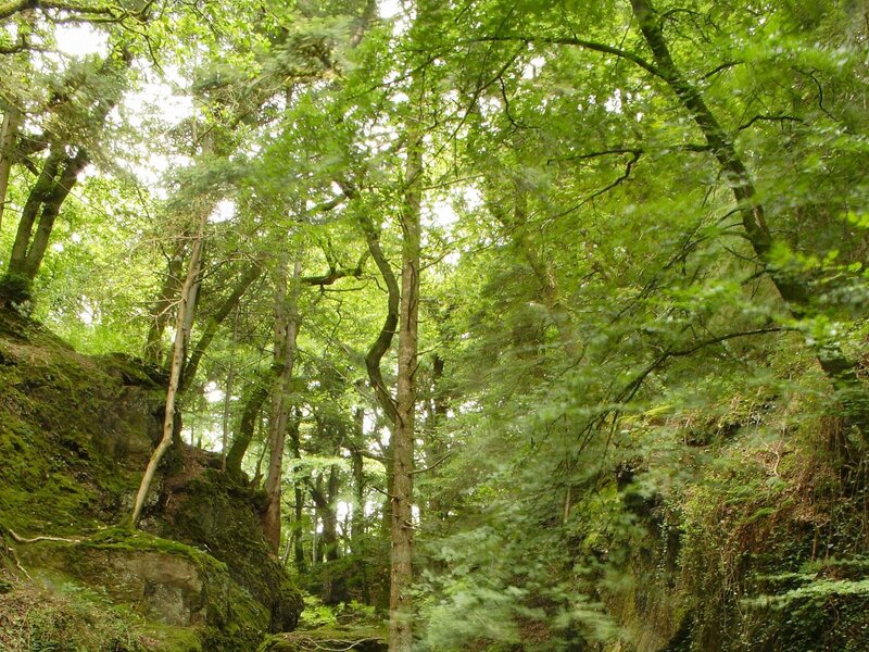 dense forest with mossy rocks
