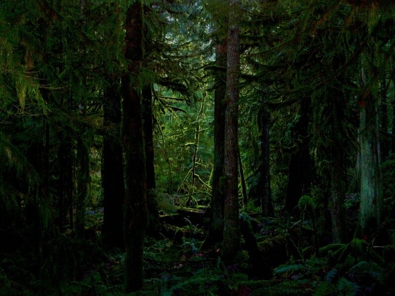 dense forest with mossy trees