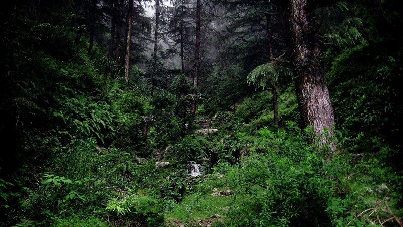 dense forest with stream