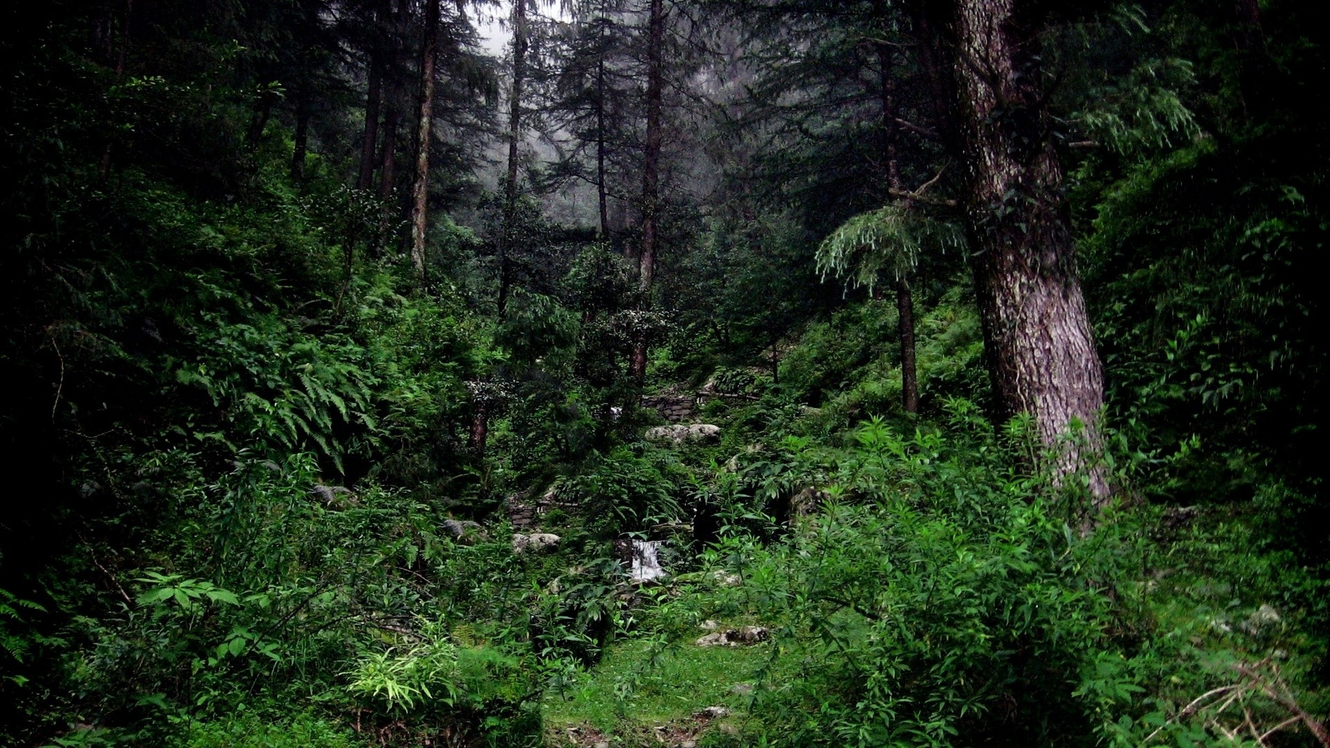 dense forest with stream