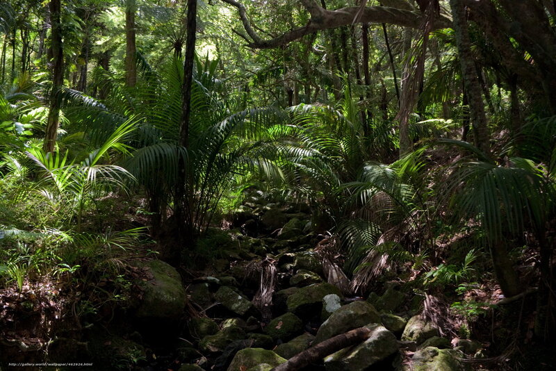 dense forest with stream