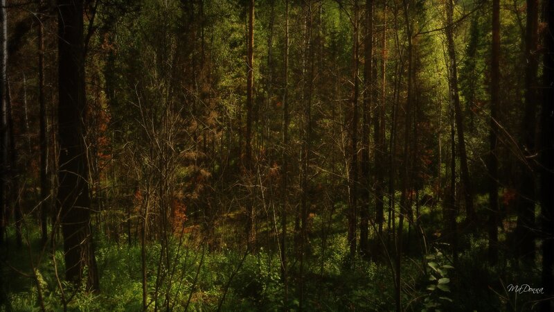 Dense Forest with Sunlight — Green, Serene, Afternoon