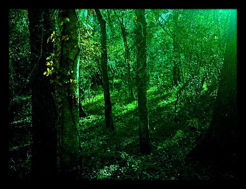 Dense Forest with Sunlight — Green, Serene