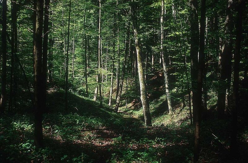 Dense Forest with Sunlight — Green
