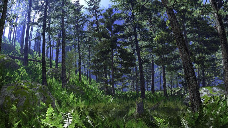 dense forest with sunlight