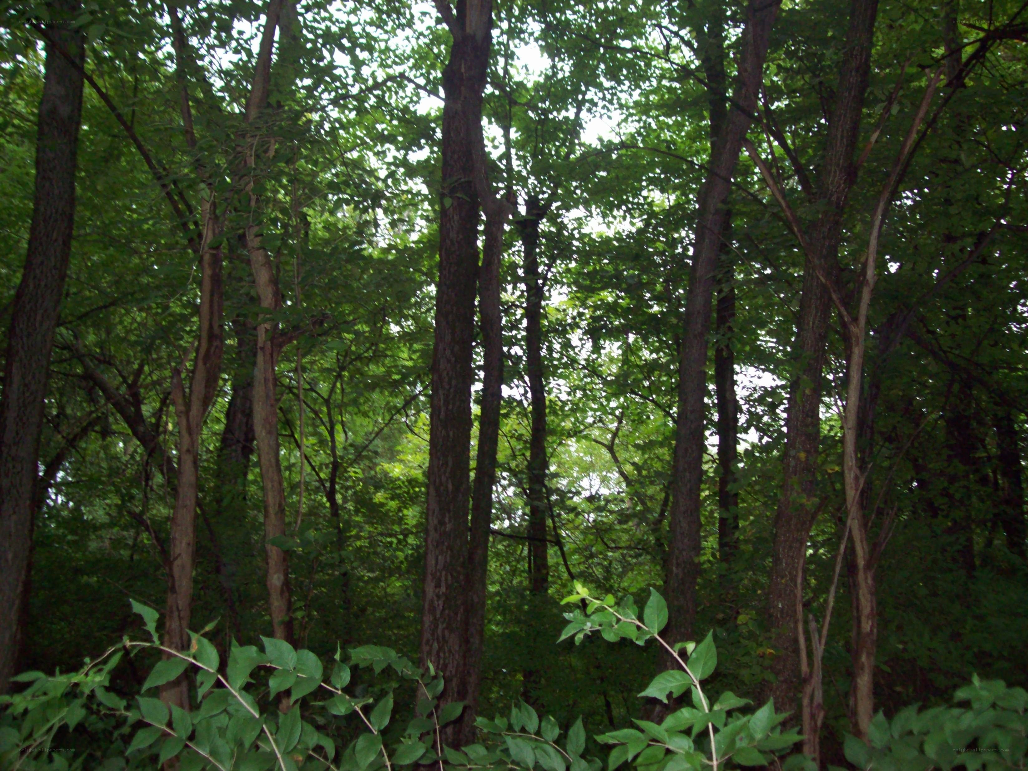 dense forest with tall trees