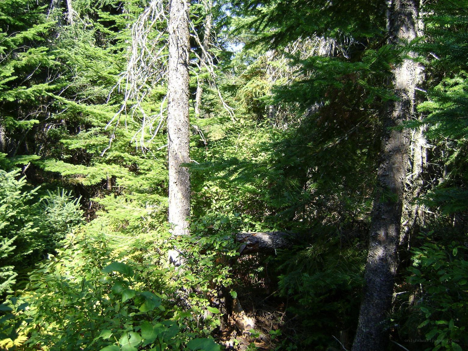 dense forest with tall trees