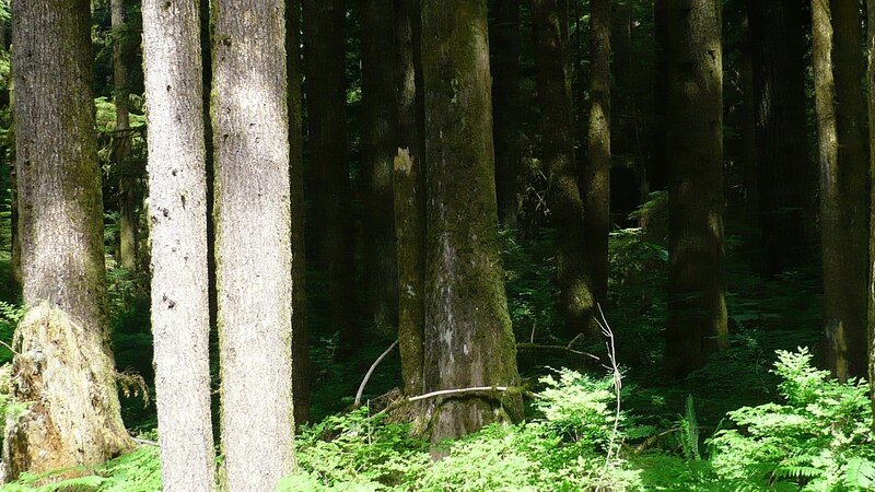 dense forest with tall trees