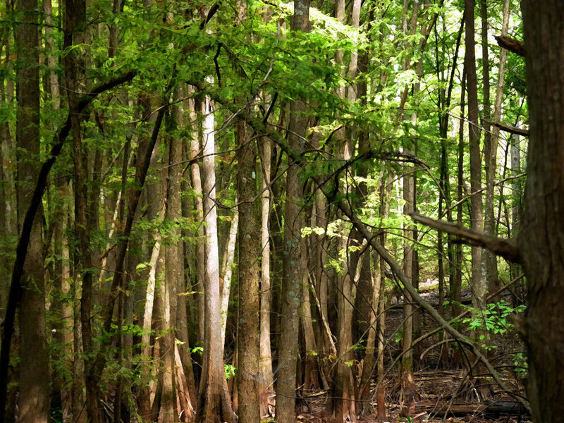 dense forest with tall trees