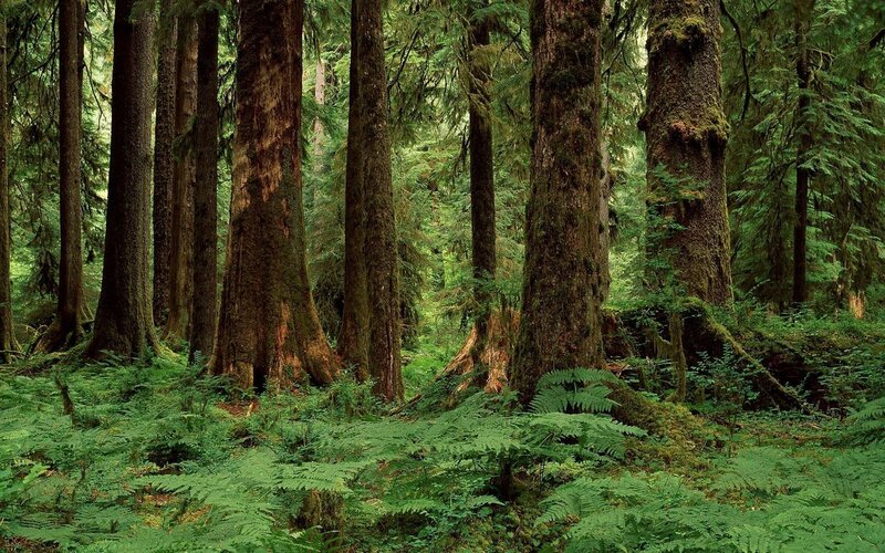 dense forest with tall trees