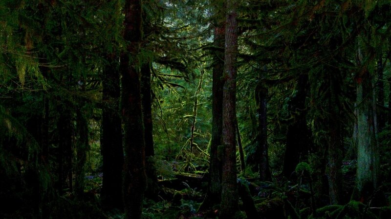 dense forest with tall trees