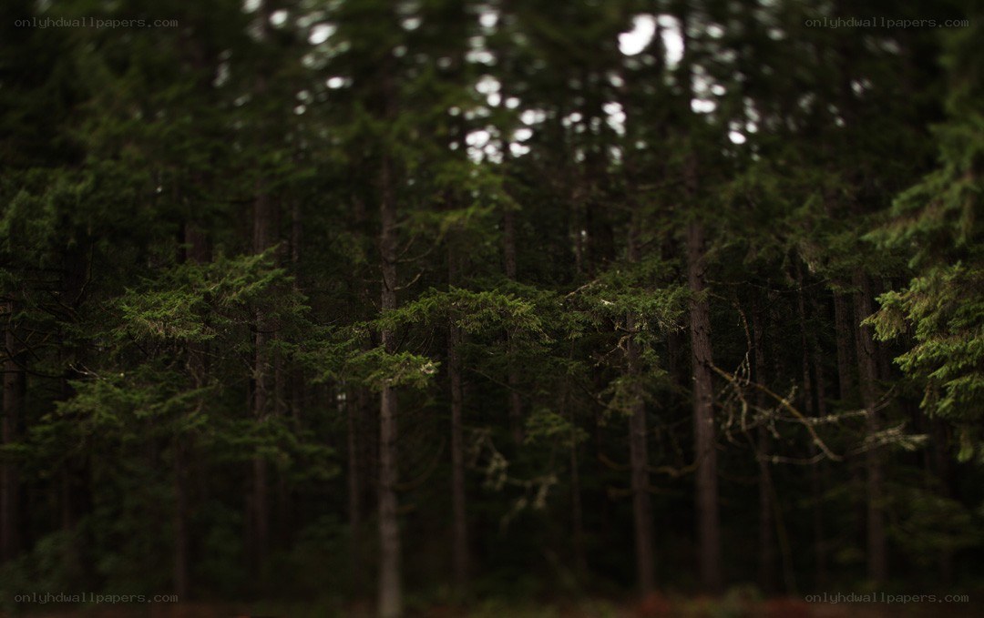dense forest with tall trees