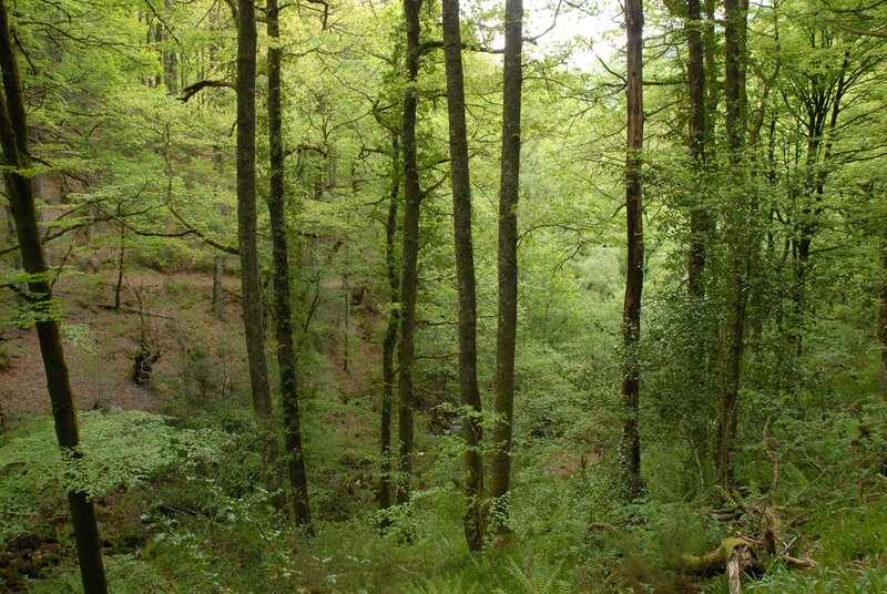 dense forest with tall trees
