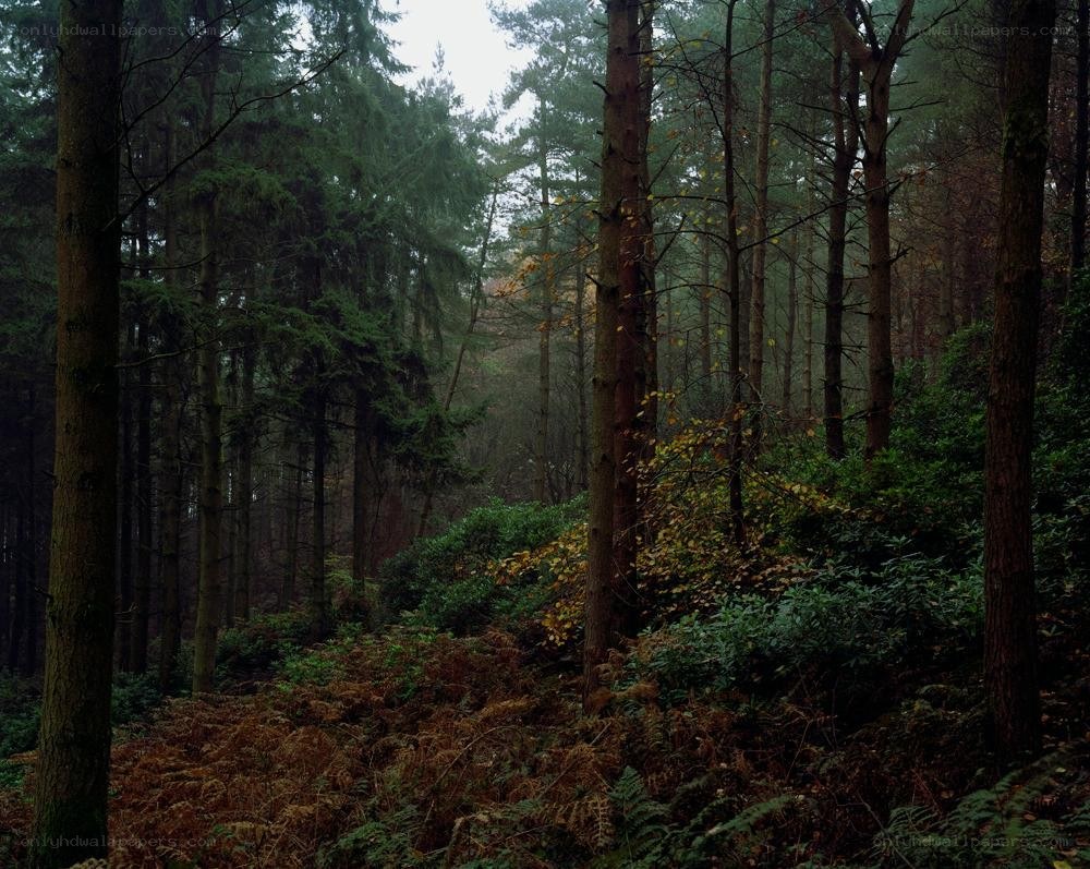 dense forest with tall trees