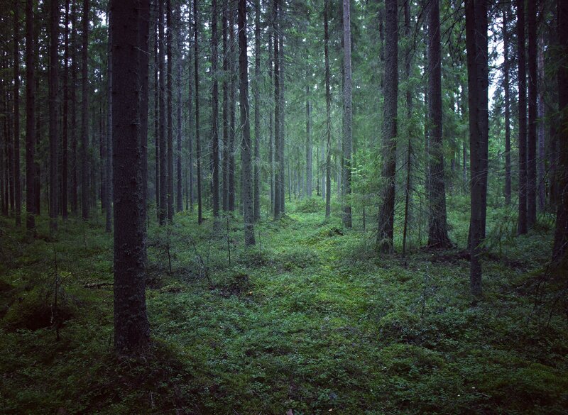 dense forest with tall trees