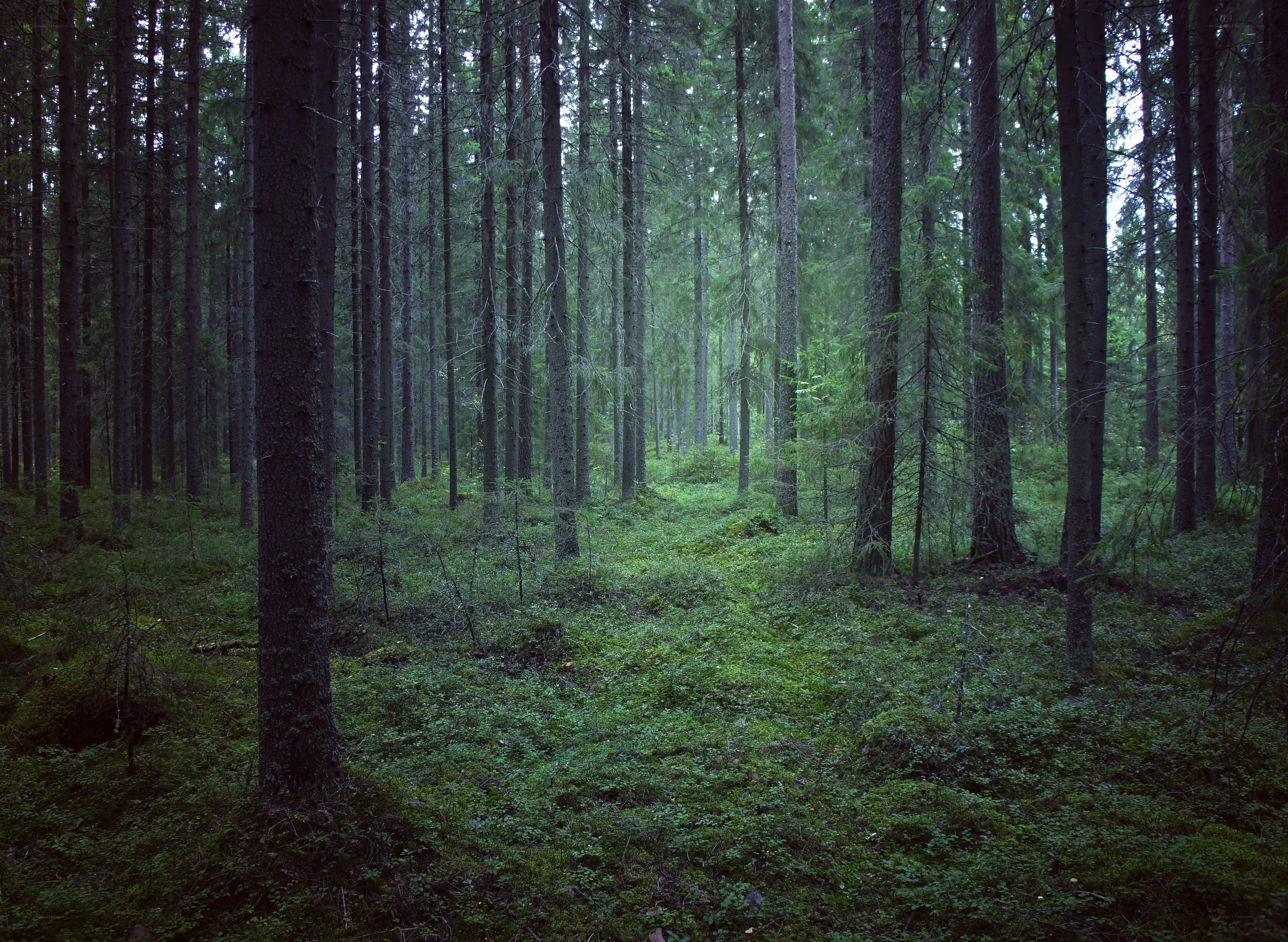 dense forest with tall trees