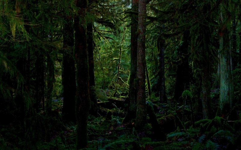 Dense Forest with Tall Trees — Green, Dark, Night, Photograph, Moss, Ferns