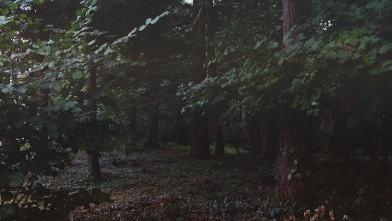 Dense Forest with Tall Trees — Green, Dark, Night