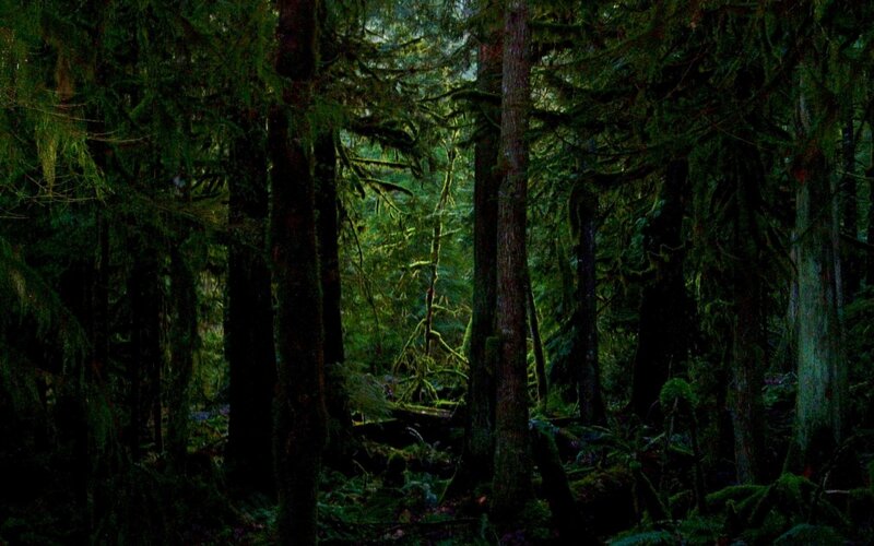 Dense Forest with Tall Trees — Green, Dark, Photograph