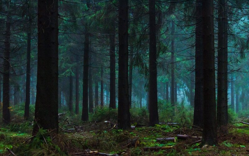 Dense Forest with Tall Trees — Green, Mysterious