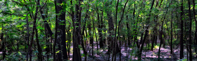 Dense Forest with Tall Trees — Green, Serene, Afternoon