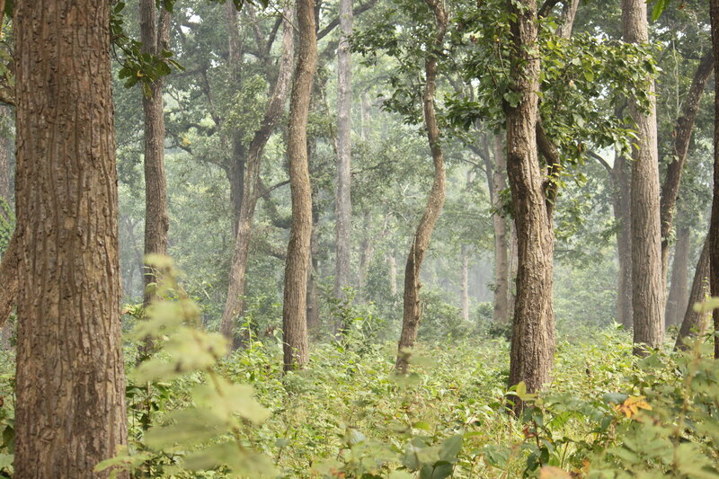 Dense Forest with Tall Trees — Green, Serene, Morning, Photograph, Foliage
