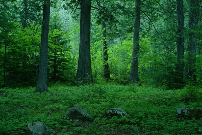 Dense Forest with Tall Trees — Green, Serene, Morning