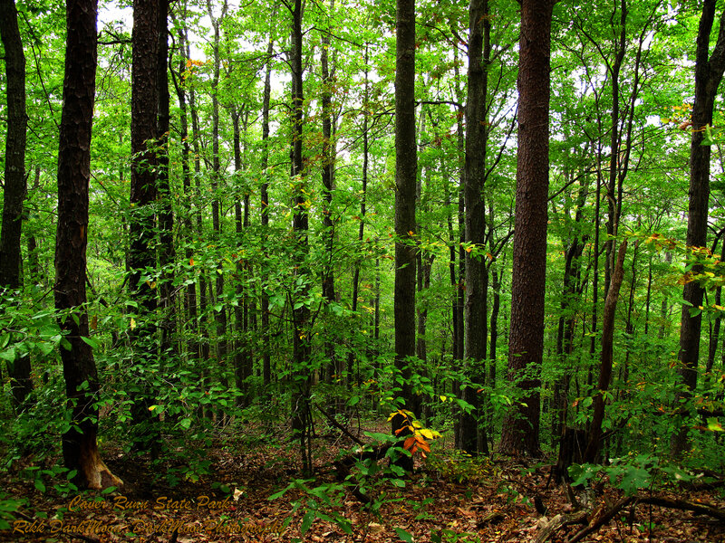 Dense Forest with Tall Trees — Green, Serene