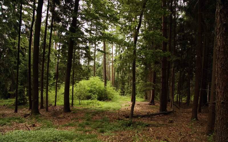 Dense Forest with Tall Trees — Green