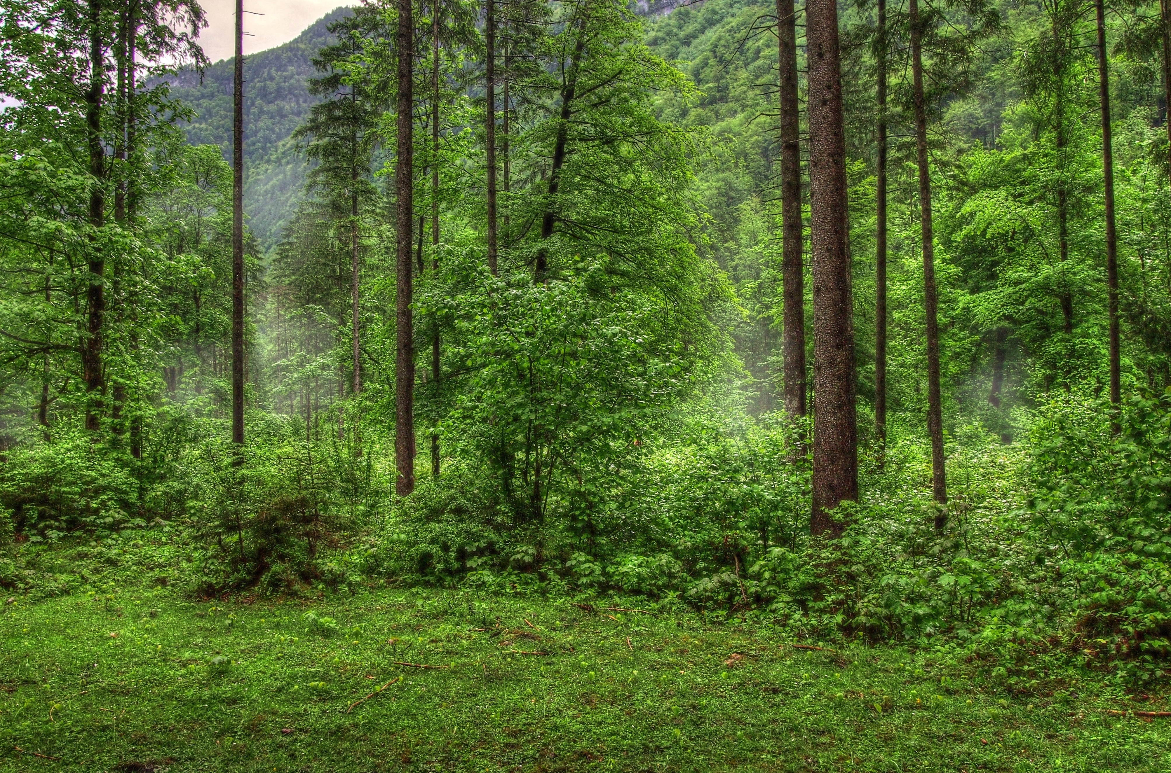 dense forest with tall trees